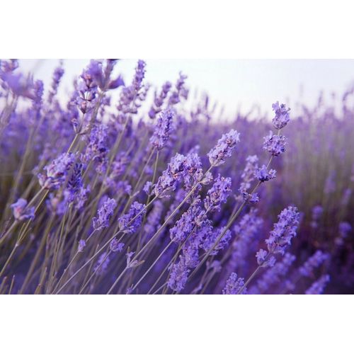 100 Graines De Lavande Méthode Bio Seeds Fleurs Vivace A Semer Officinale Jardin