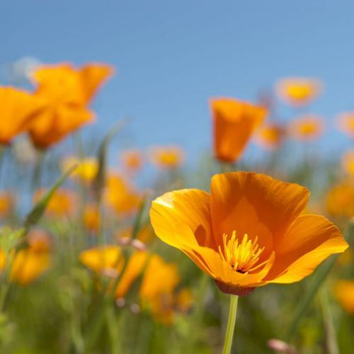 150 Graines De Pavot De Californie Orange Méthode Bio Seed Fleur Vivace