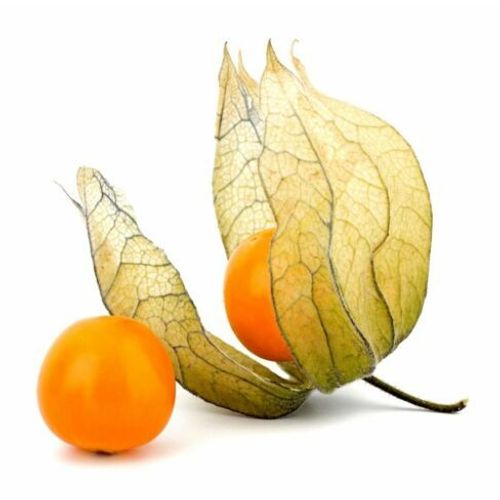 100 Graines De Physalis Coqueret Du Pérou Méthode Bio Seed Vivace Jardin Potager