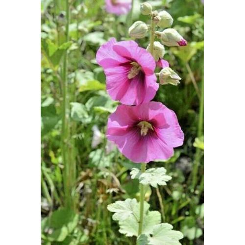 35 Graines De Fleurs Rose Trémière Violette Méthode Bio Seed Jardin Vivace