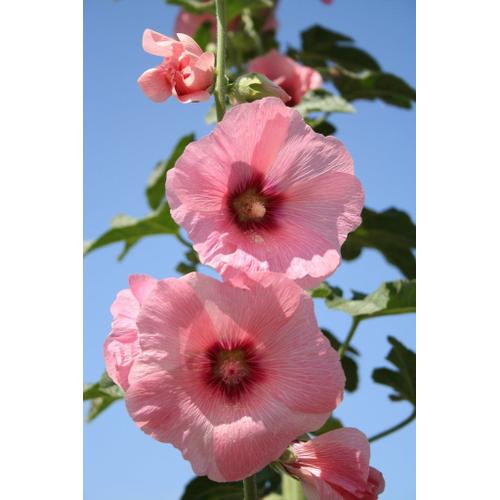 35 Graines De Fleurs Rose Trémière Rose Méthode Bio Seeds Plantes Jardin Vivace