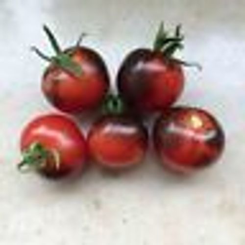 25 Graines De Tomate Cerise Osu Blue Méthode Bio Seeds Plantes Légumes Potager