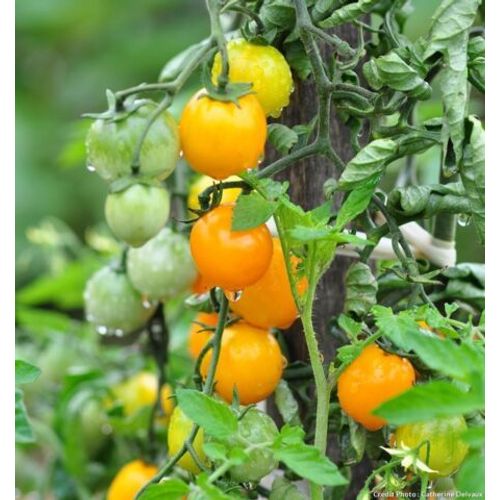 25 Graines De Tomate Cerise Jaune Gold Nugget Méthode Bio Seeds Plantes Légumes