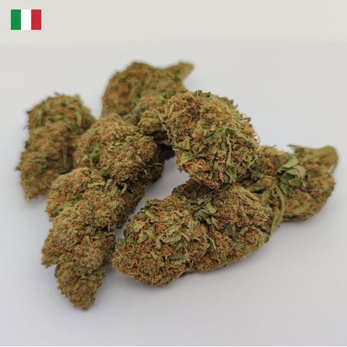Fleur De Chanvre Kompolti (10gr)