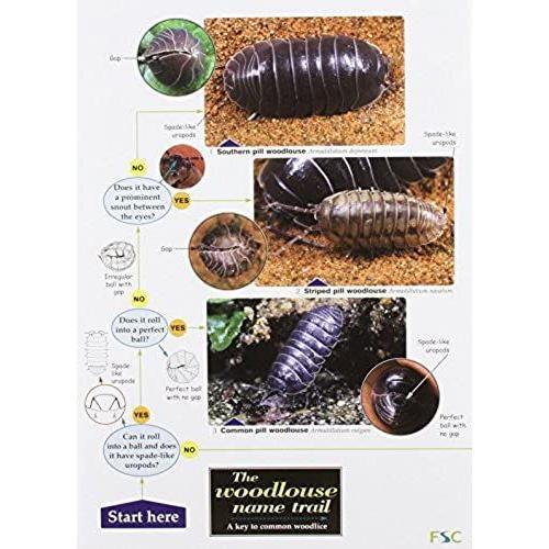 The Woodlouse Name Trail (Occasional Publications)