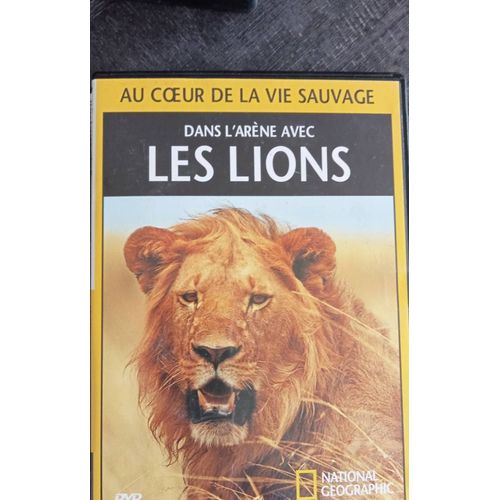 Dans L'arène Des Lions Au Coeur De La Vie Sauvage