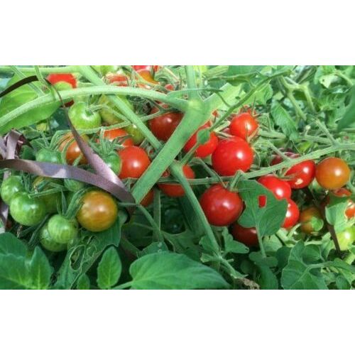50 Graines De Tomate Délice Du Jardinier Méthode Bio Seed Plante Légume Potager