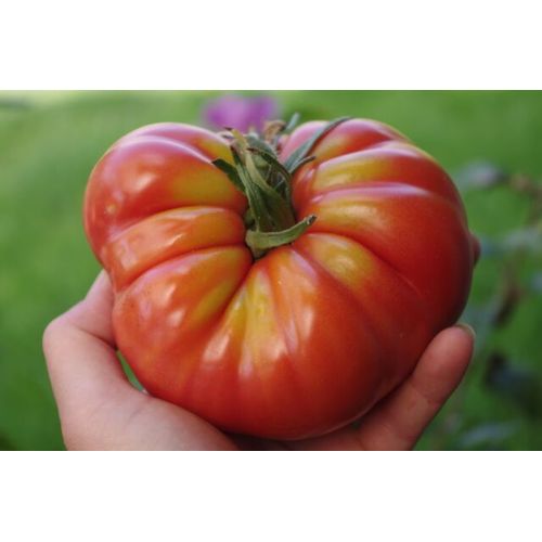25 Graines De Tomate Marmande Méthode Bio Seeds Plantes Légumes Ancien Potager