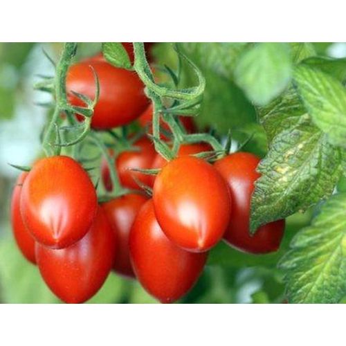 25 Graines De Tomate Roma Méthode Bio Seeds Plante Légumes Ancien Jardin Potager