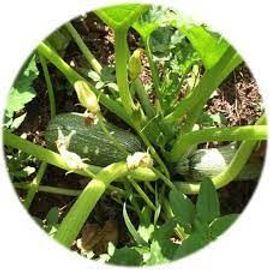 Courgette Verte Petite D'alger 10 Graines