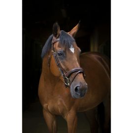 Bridon Eric Thomas Pro "Wave" - Couleur : Noir, Taille : Cheval