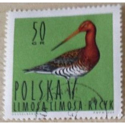 Timbre Oblitéré Polonais, Polska, Limosa Rycyk, 50 Gr, 1964. Illustration De Desselberger.