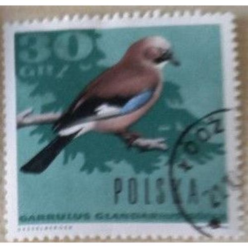 Timbre Oblitéré Polonais, Polska, Le Geai Des Chênes(Garrulus Glandarius) , 30 Gr, 1966. Illustration De Desselberger.