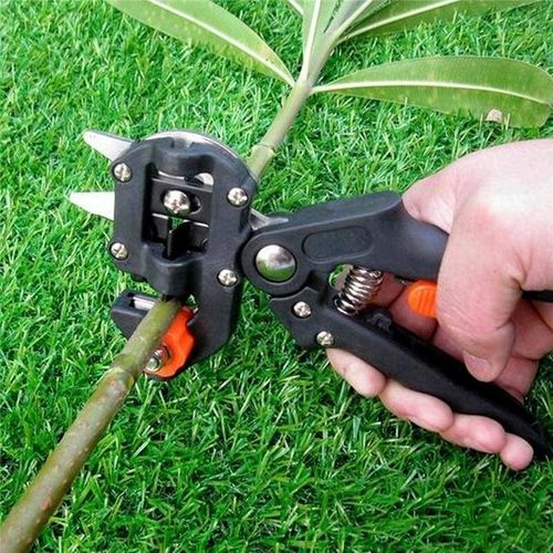 Outil de greffage de jardin professionnel, sécateur de branches, boîte de sécateur de sécateur de plantes, ciseaux de greffage pour arbres fruitiers