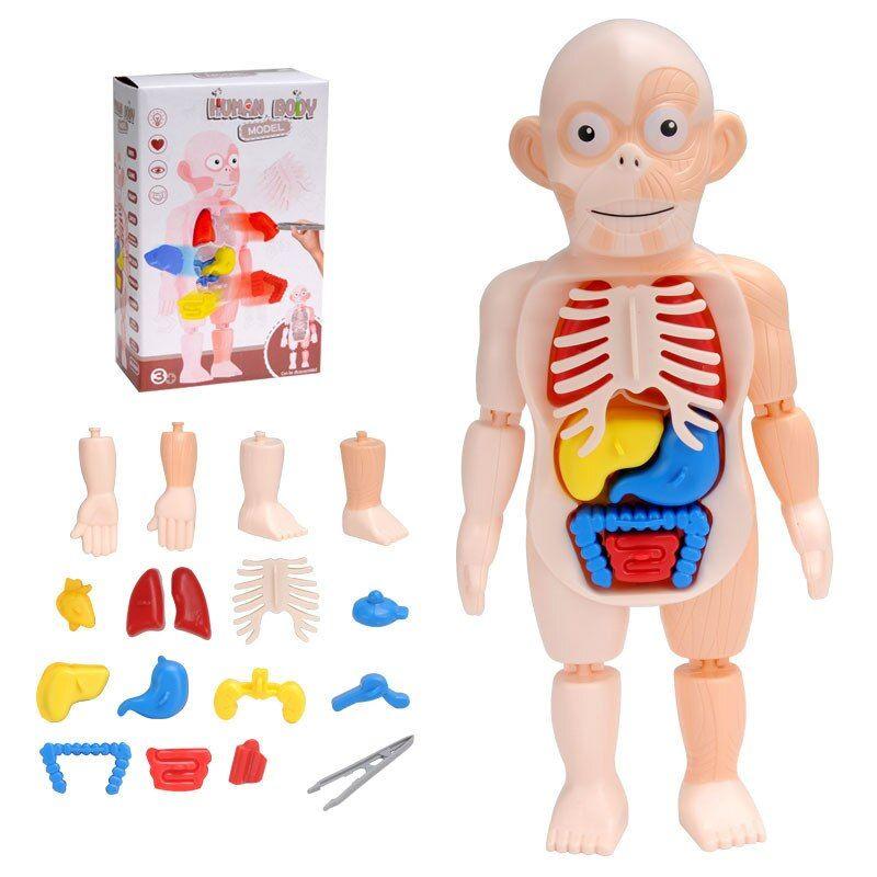 Puzzle 3D Montessori pour enfants, modèle d'anatomie du corps humain, orgue  d'apprentissage éducatif, jouet assemblé, outil d'enseignement pour enfants  – les meilleurs produits dans la boutique en ligne Joom Geek