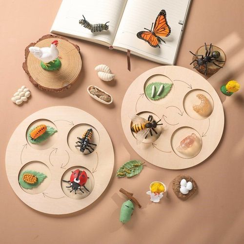 Planche De Cycle De Vie Des Animaux Montessori Pour Enfants, Figurines D'insecte, Papillon, Abeille, Jouet En Plastique Pour Safari