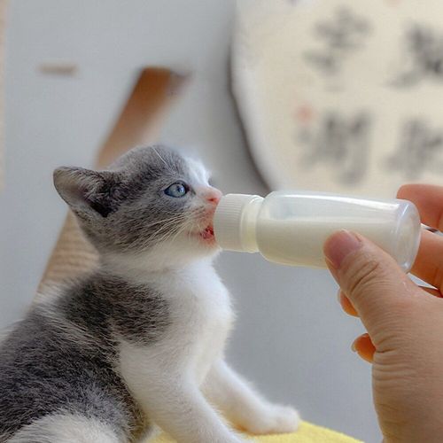 Biberon D'alimentation À Lait Pour Animaux Domestiques, Pour Chien, Chat, Ensemble D'alimentation Pour Chiot, Chaton, Nouveau-Né, Produits À Boire