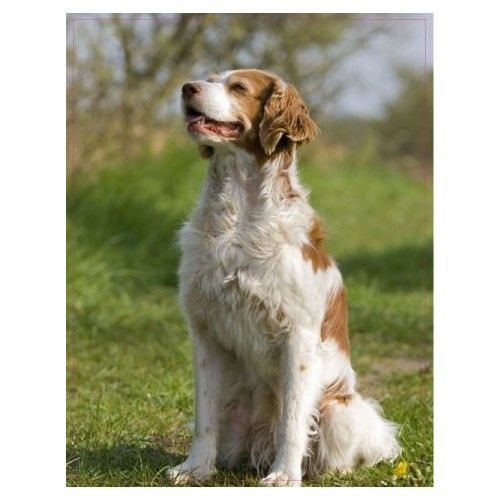 Chien Epagneul Assis 11 Autocollant Adhésif Sticker - 8 Cm