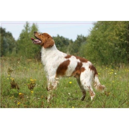 Chien Epagneul 90 Debout Autocollant Adhésif Sticker - 17 Cm