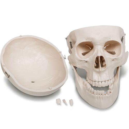 Jago® Modèle Anatomique du Squelette Humain - 181,5 cm, Grandeur Nature,  sur Roulettes, Graphique d'Enseignement, Crâne Ouvrant