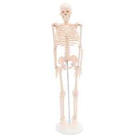 Squelette anatomique pédagogique pour formation