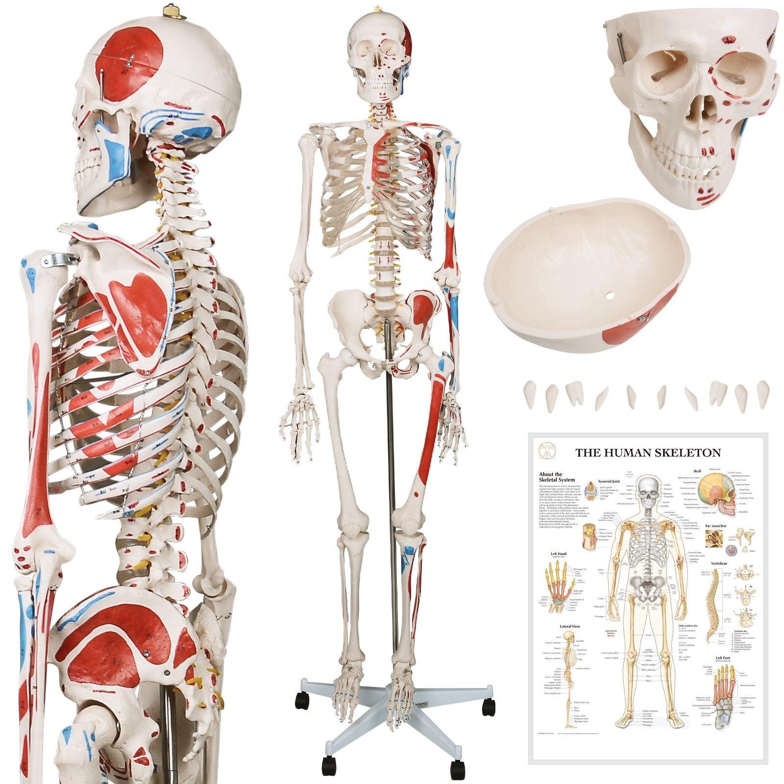 Modèle anatomique d'enseignement, Modèle d'anatomie d'enseignement - Tous  les fabricants de matériel médical