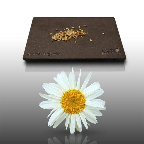 150 Graines Fleurs À Semer - Le Grenier D'abondance - Marguerite Blanche - Chrysanthemum Leucanthemum
