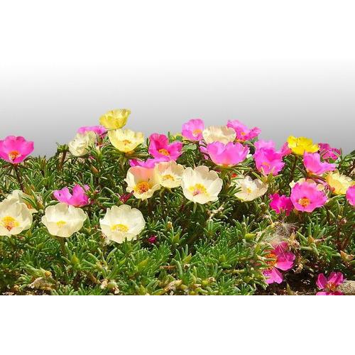 300 Graines Fleurs À Semer - Le Grenier D'abondance - Pourpier Simple - Portulaca Grandiflora