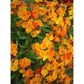 200 Graines De Giroflée Ravenelle Méthode Bio Seed Jardin Fleur Vivace Semence