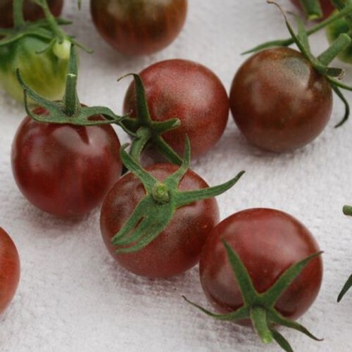 50 Graines De Tomate Black Cherry Méthode Bio Seeds Plantes Légumes Ancien Rare