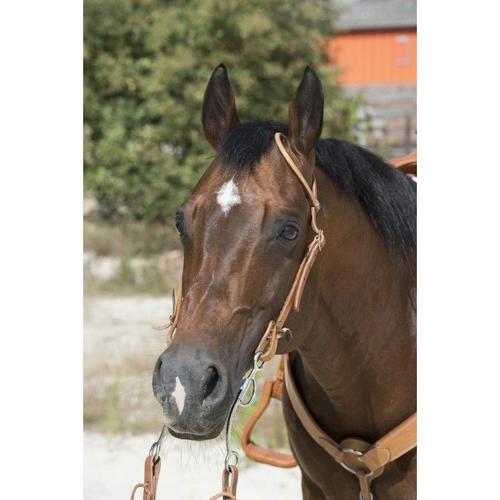 Bridon Westride By Franck Perret "1 Oreille" - Couleur : Noisette, Bouclerie Inox, Taille : Cheval