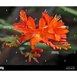 Bulbes De Croscomias Orange