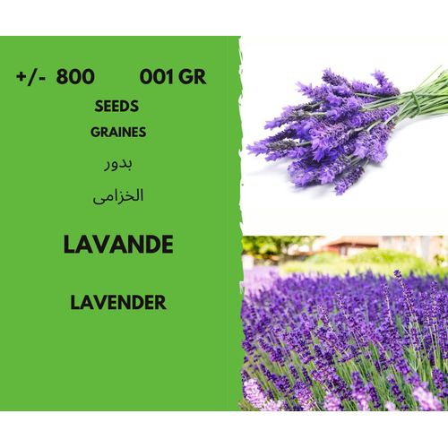 +/- 800 Graines De Lavande - Lavander Seeds