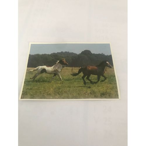 Image N.24 Cheval Le Pinto - Serie 35 Connaissance Des Poulains - Chocolat Poulain