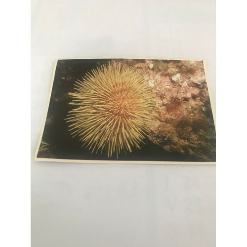 Image N.13 L Oursin - Serie 20 Connaissance De La Mer Et De Sa Faune - Chocolat Poulain