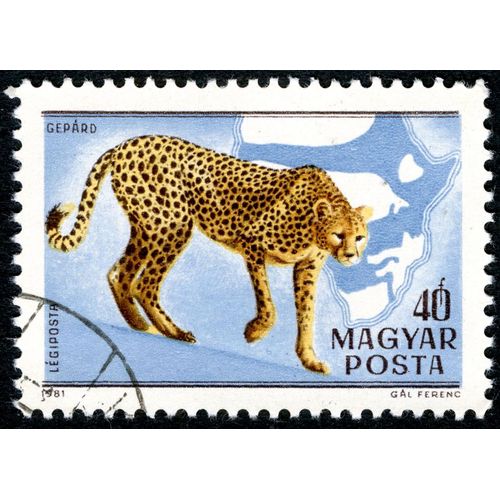 Timbre Oblitéré Magyar Posta, Gepard, Légiposta, 1981, 40 F