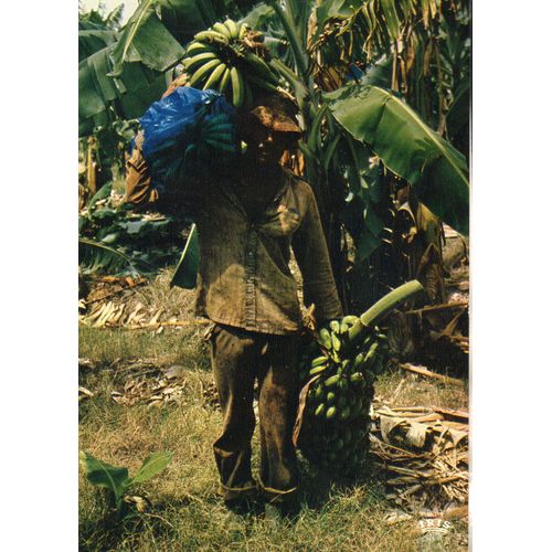 Carte Postale Couleur N ° 8062 Recolte De Bananes Théme Métiers - Artisanat -Antilles Francaises Editions Iris Hachette Antilles - Non Écrite -10 Cm X 14.50 Cm