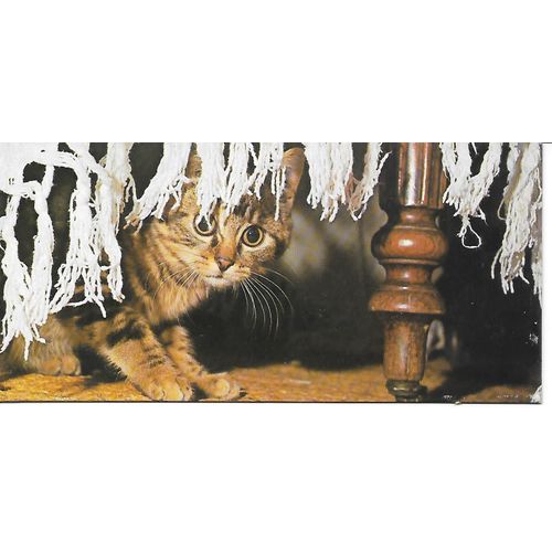 Chocolat Nestle. Carte Merveilles Du Monde N° 102 Le Chat. Faire Connaissance Avec Son Chat