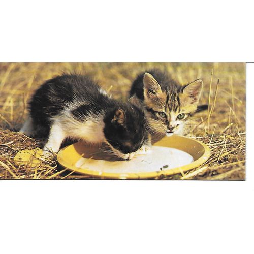 Carte Chocolat Nestle Merveilles Du Monde N° 106 Le Chat. Comment Nourrir Son Chat