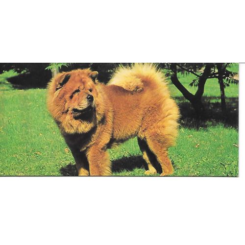 Chocolat Nestle. Carte Merveilles Du Monde N° 96 Le Chien. Le Chow-Chow