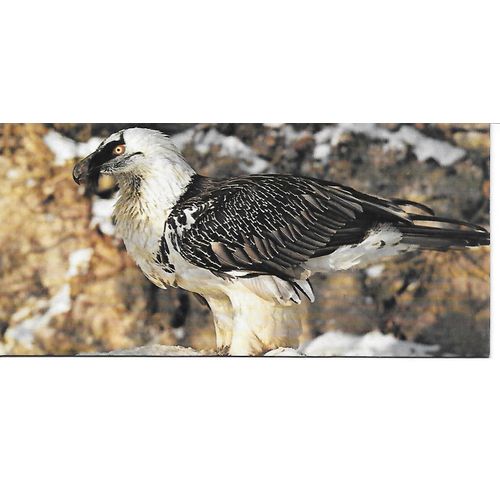 Chocolat Nestle. Carte Merveilles Du Monde N° 63 Animaux De Montagne. Le Gypaete Barbu