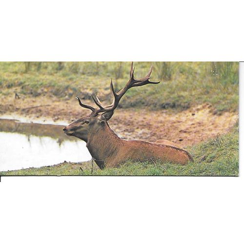 Chocolat Nestle. Carte Merveilles Du Monde N° 80 Animaux De Chez Nous. Les Cerfs
