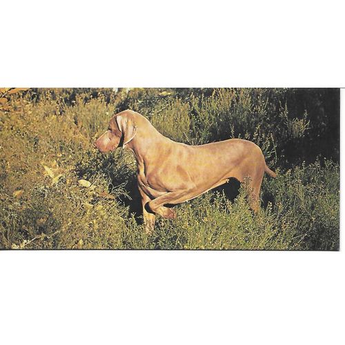 Chocolat Nestle. Carte Merveilles Du Monde N° 85. Le Chien. Comment Choisir Un Chien ?