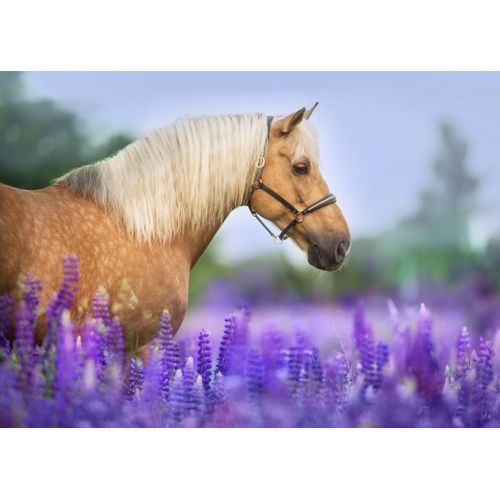 Cheval Dans Un Champ De Lupin - Puzzle 300 Pi?Ces