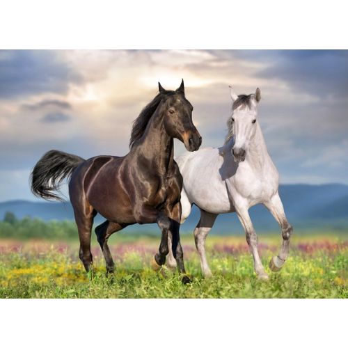 Couple De Chevaux - Puzzle 500 Pièces