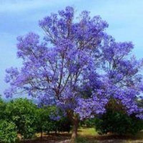 100 Graines De Paulownia Arbre A Croissance Rapide