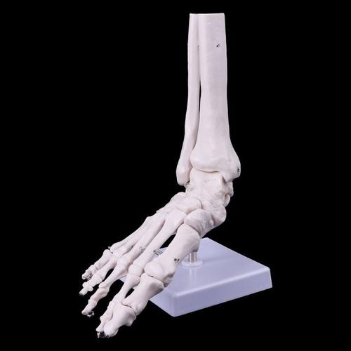 Squelette taille réelle - Anatomie
