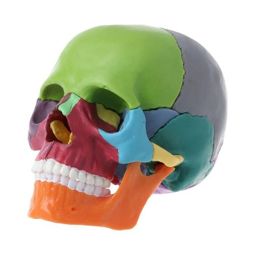 Outil D'enseignement Médical Détachable, Modèle D'anatomie Du Crâne En Couleur, 4d, 15 Pièces/Ensemble, Y98a