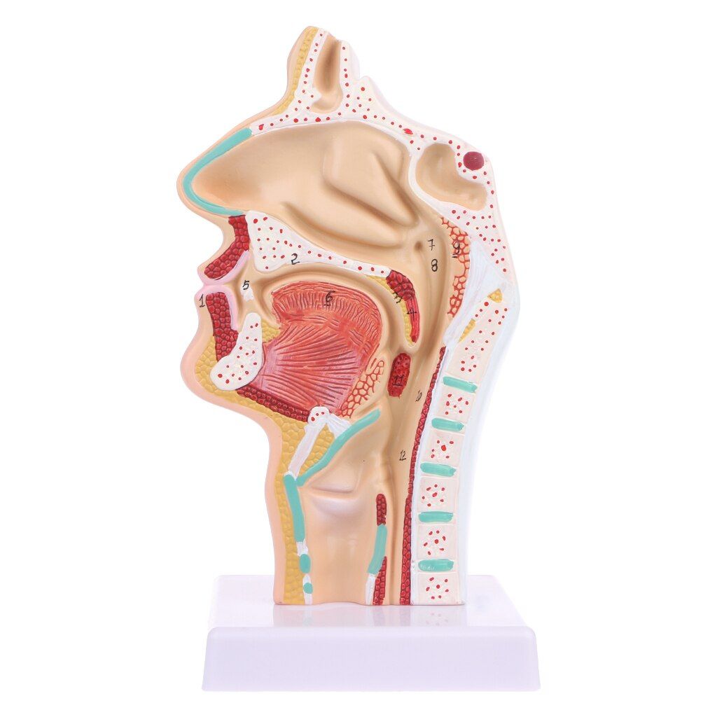 2020 Nouvel Outil D'enseignement De Modèle Médical D'anatomie De Gorge De Cavité Nasale Anatomique Humaine