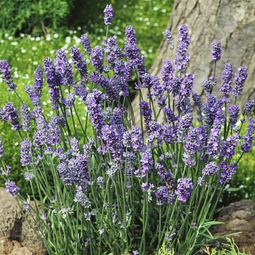 10 Graines De Lavande Officinale Bio